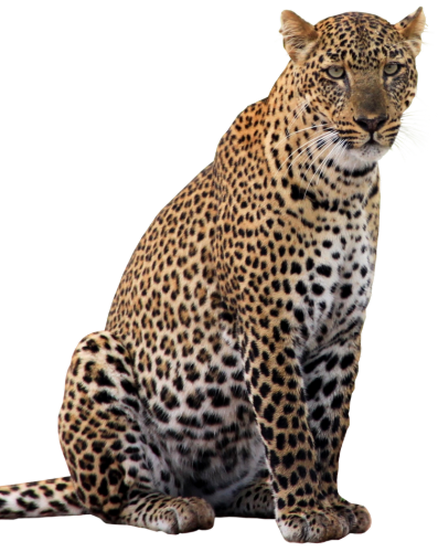 Yala Tiger